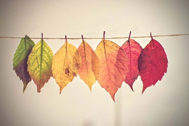 Psychografie Persönlichkeitstyp beschrieben durch unterschiedliche Blätterfarben