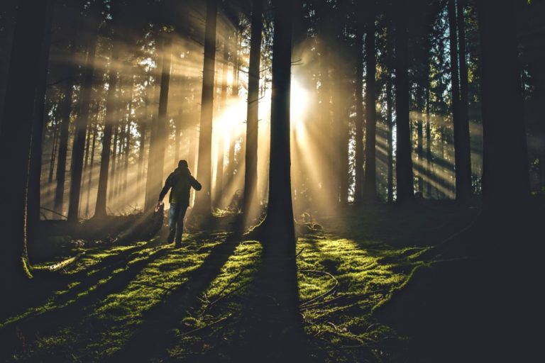 Mut zur Veränderung beschrieben durch einen Jungen, der im Wald zum Sonnenlicht läuft